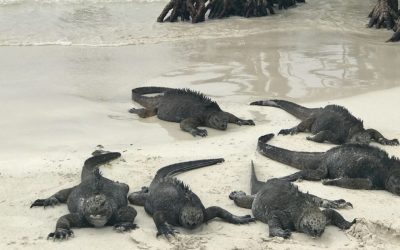 PLOS conservation and biodiversity collection