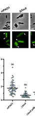 Twitching motility suppressors reveal a role for FimX in type IV pilus extension dynamics